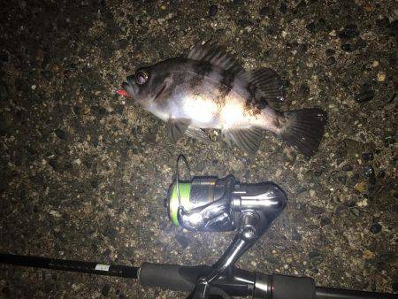 久しぶりにメバル